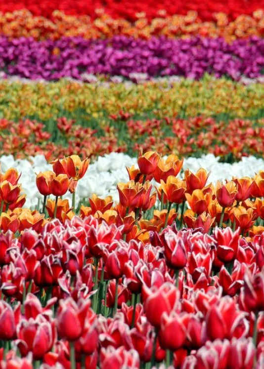 Flower Power: Europe’s Most Colourful Spring Destinations